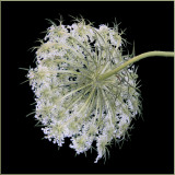 White Weed or Hoary Cress
