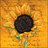 Sunflower On Texture