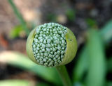 Ornamental Onion