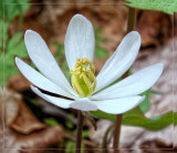 Bloodroot