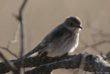 Gobe mouche gris - Spotted flycatcher (0214)