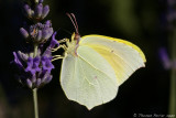 Citron de Provence (Gonepteryx cleopatra) - Cuges les Pins P4560