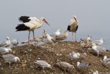 Cigogne blanche - La Tranche_9290.jpg