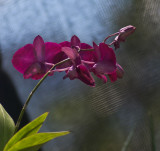 Dendrobium Orchid