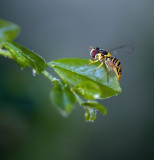 Hoverfly