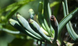 Seed Pods