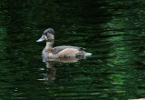 Unidentified Duck - Kawainui Marsh