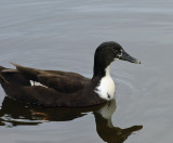 Unidentified Duck 2 - Kawainui Marsh