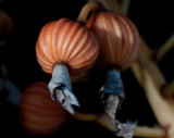 Shell Ginger - Seed Pods