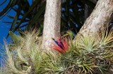 Tillandsias