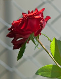 Shadow Rose