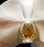 Phalaenopsis Face