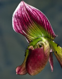 Paphiopedilum  Orchid