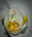 Phalaenopsis Orchid - Vignette