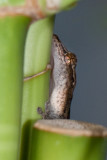 Bamboo Gecko