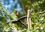 Ringed-neck parakeet  - Psittacula krameri