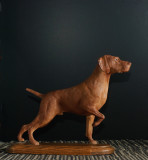 Vizsla