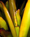 Bromeliad Flower Spike