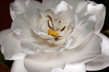 Gardenia Glow