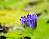 Waterlily Visions