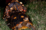 RedFoot Tortoises - Amour