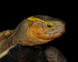 Cuora flavomarginata