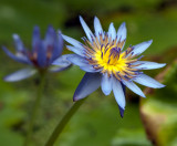 Waterlily - Punaluu Blue