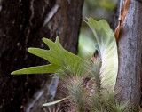 Staghorn and Tillandsias