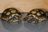 Baby Redfoot Tortoises