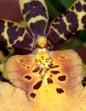 Orchid Spots
