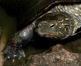 Reeves Turtle  Petal