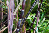 Sugarcane