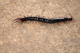 Centipede