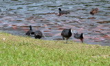 Hawaiian Coot - Fulica alai