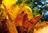 Croton