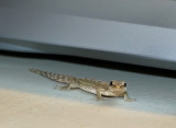 Desk Gecko