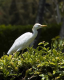 Cattle Egret