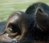 Eye of Hippo