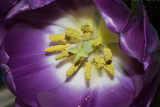 Heart of Tulip