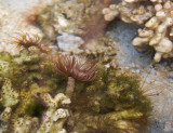 Feather Worm and Anenome