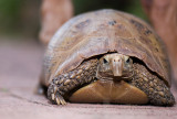 Garden Tortoise