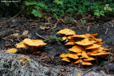 Orange Mushrooms (35765)