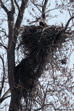 Nesting Eagle (39493)