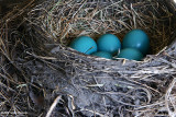 Robin Eggs (42437)