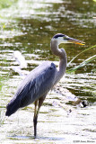 Blue Heron (0083)