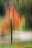 Autumn Color (2363)