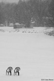 Lake Chairs (11919)