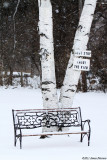 Bench by the Lake (11920)