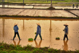  In a row planting rice, North Vietnam, sundown