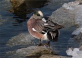 American Widgeon male